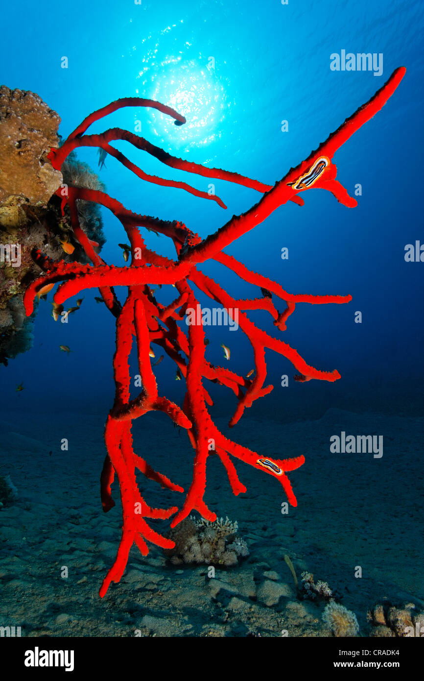 Magnificent Fire Sponge (Latrunculia magnifica, Latrunculia corticata) with Pyjama nudibranch (Chromodoris quadricolor) red, sun Stock Photo