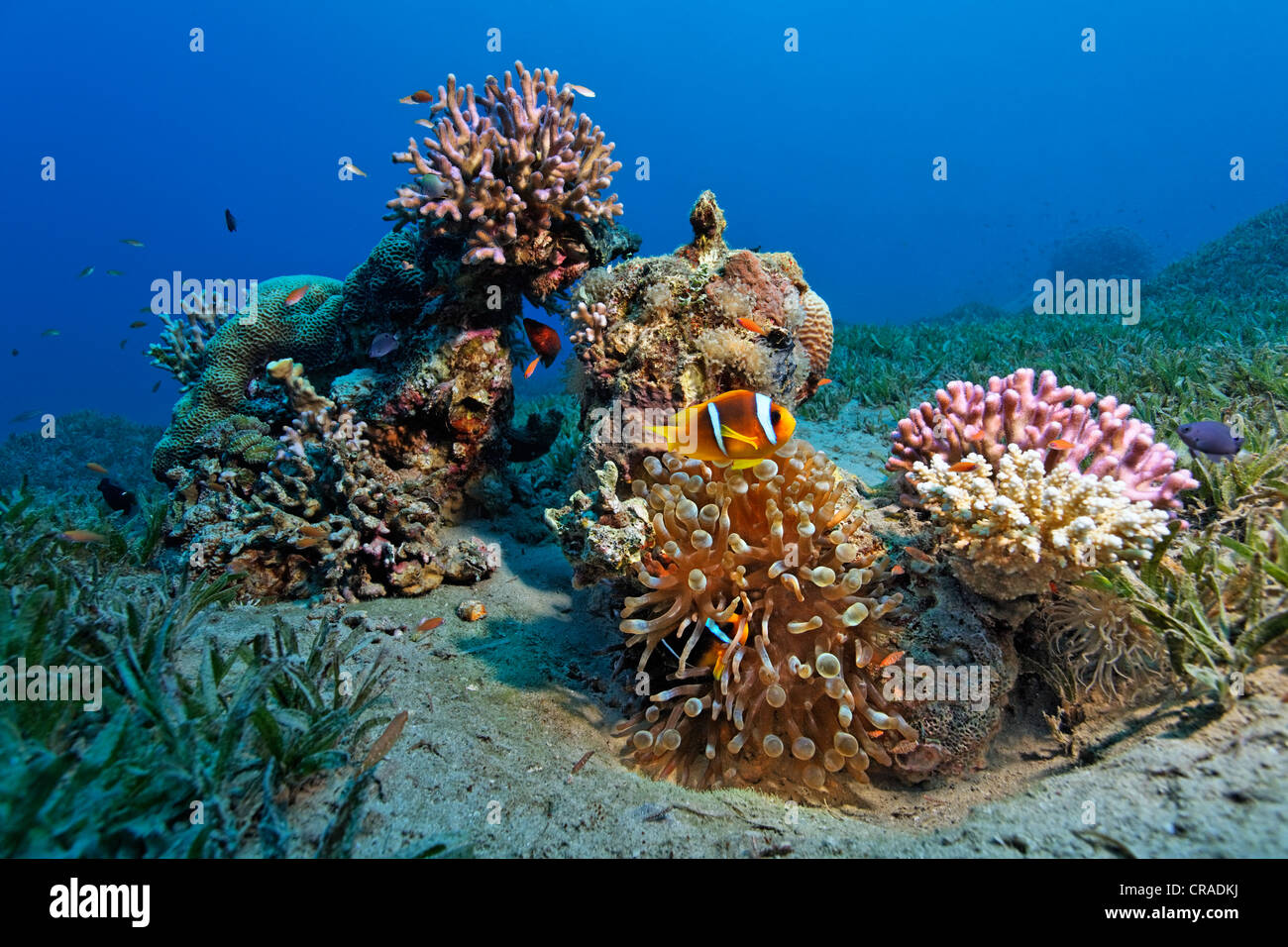 Small patchreef on sea weed with stone corals, sea anemone, Red Sea Anemonefish (Amphiprion bicinctus) Stock Photo