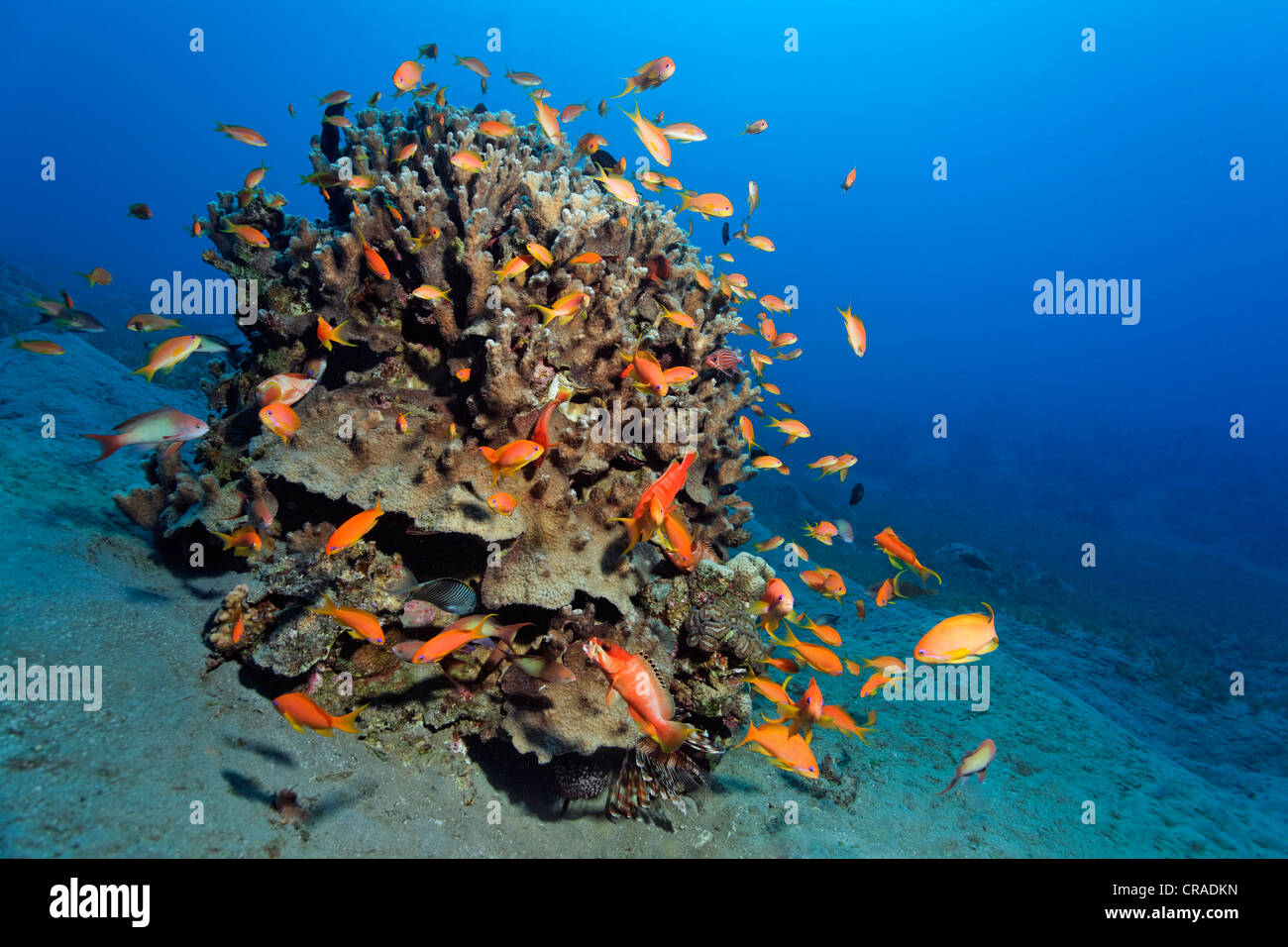 Large stone coral (merulina ampliata), many Fairy basselets, sandslope, Hashemite Kingdom of Jordan, Red Sea, Western Asia Stock Photo