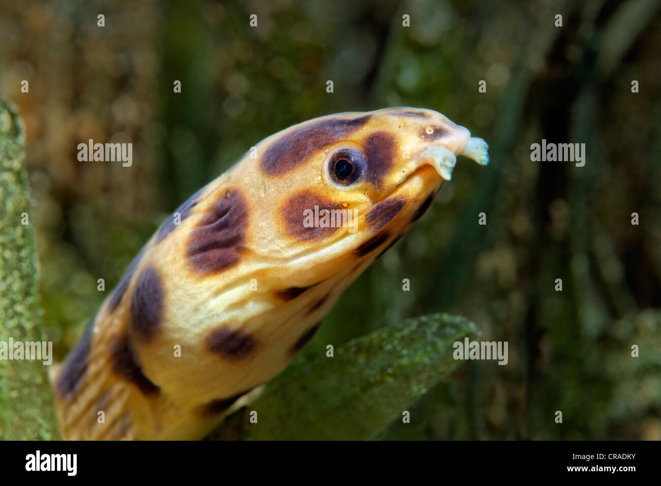 Spottet Snake Eal (Myrichthys maculosus) looking out of sea weed, head, portrait, Hashemite Kingdom of Jordan, Red Sea Stock Photo