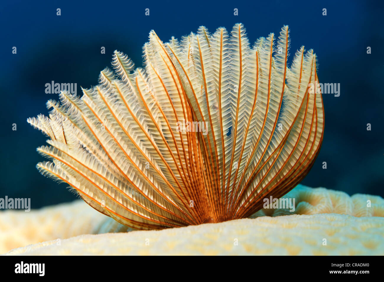 Common Fan Worm (Sabellastarte sp.) on stone coral, Hashemite Kingdom of Jordan, Red Sea, Western Asia Stock Photo