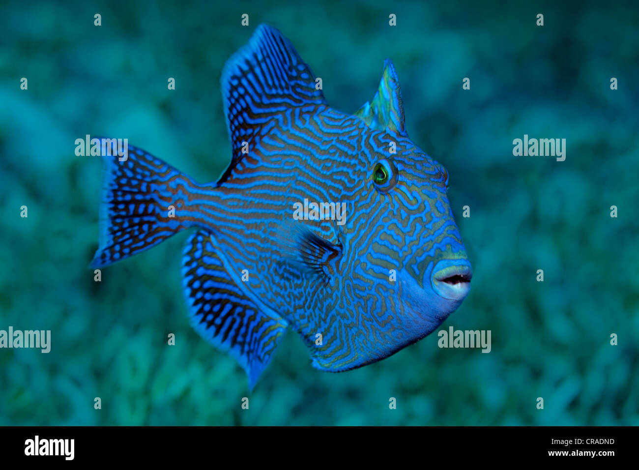 Blue or rippled triggerfish (Pseudobalistes fuscus), above sea weed, Hashemite Kingdom of Jordan, JK, Red Sea, Western Asia Stock Photo