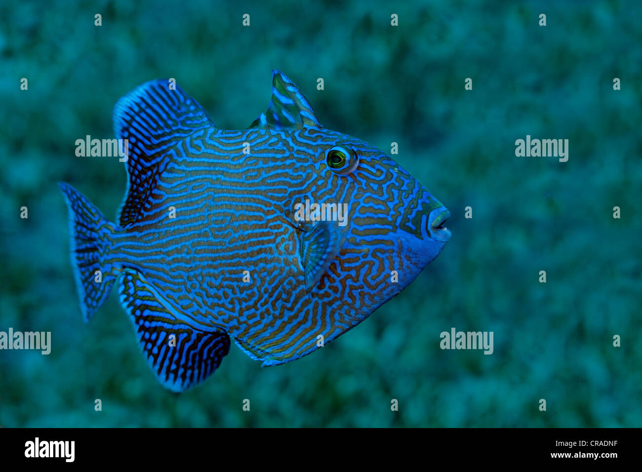 Blue or rippled triggerfish (Pseudobalistes fuscus), above sea weed, Hashemite Kingdom of Jordan, JK, Red Sea, Western Asia Stock Photo