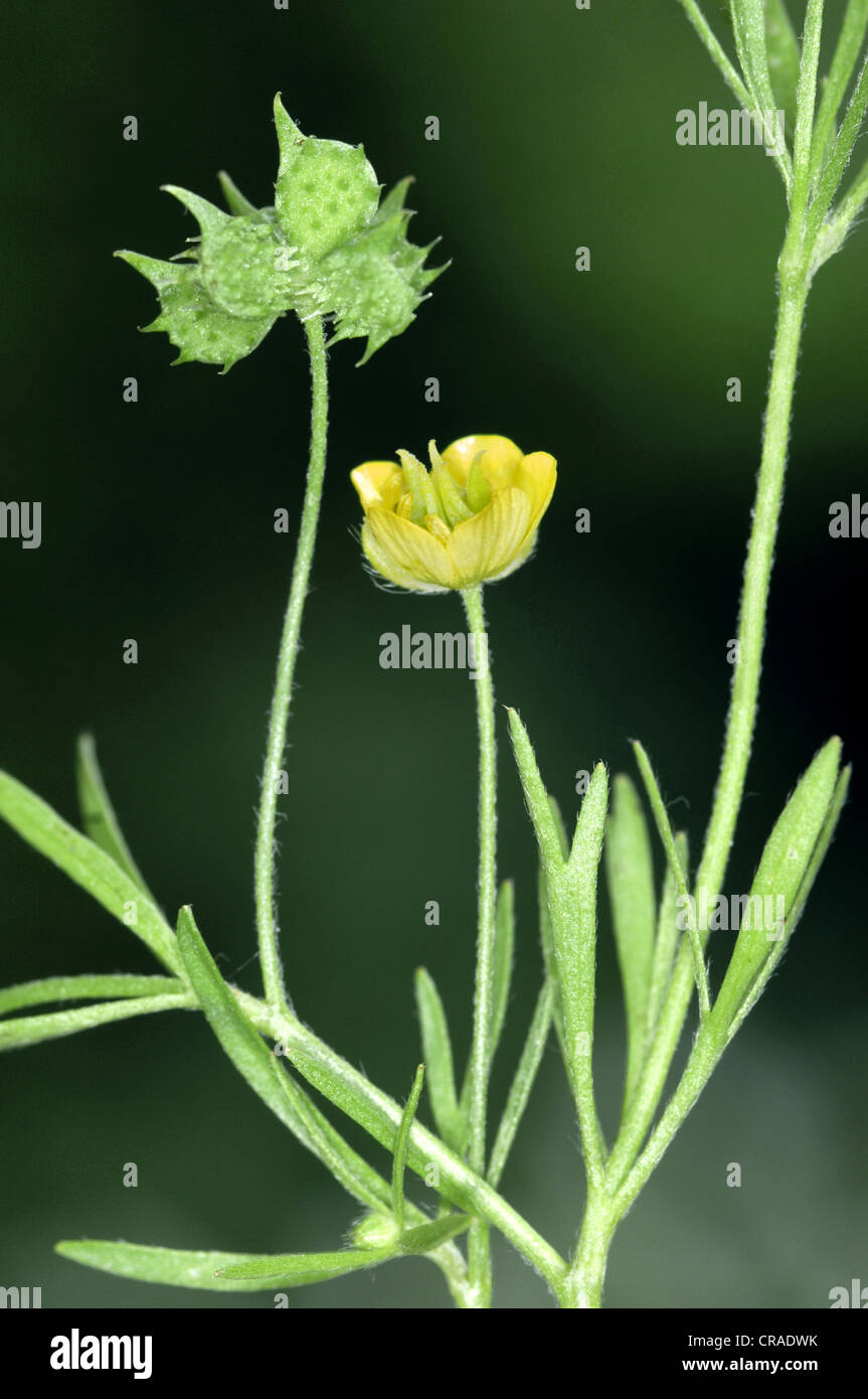 CORN BUTTERCUP Ranunculus arvensis (Ranunculaceae) Stock Photo