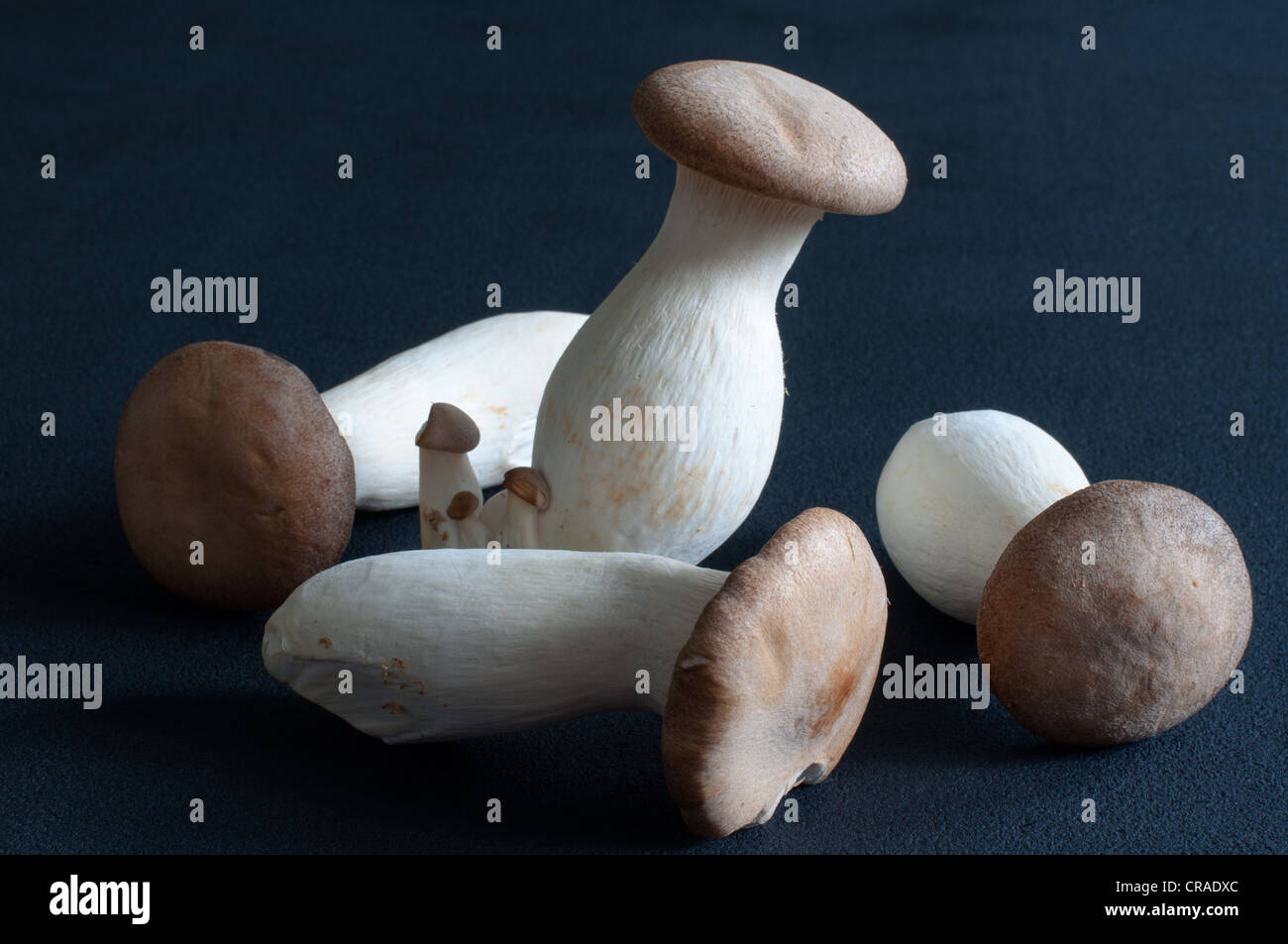 King Oyster mushrooms (King Trumpet / French horn / Pleurotus Eryngii