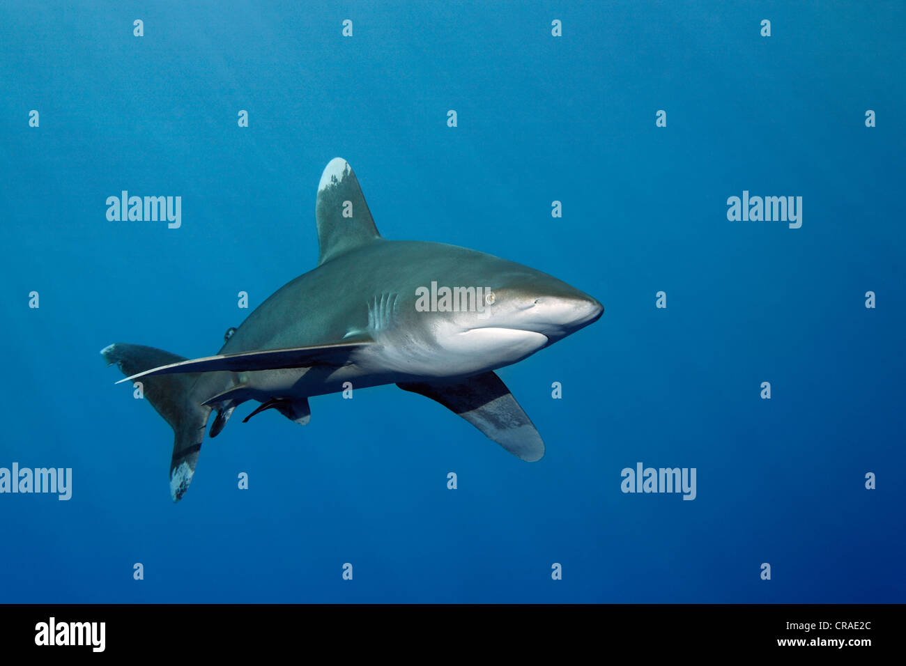 Oceanic whitetip shark (Carcharhinus longimanus) in the blue, Hashemite ...