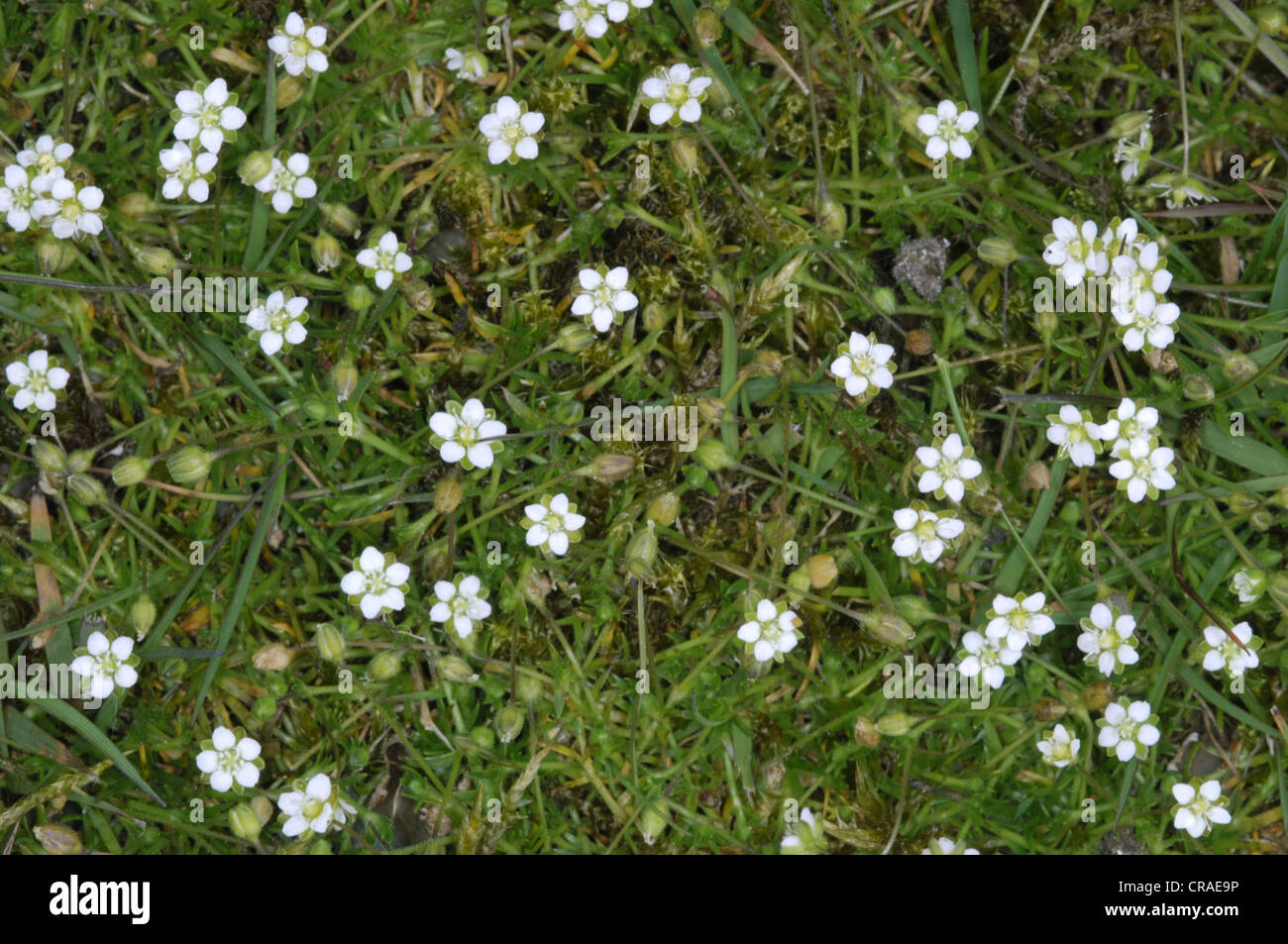 HEATH PEARLWROT Sagina subulata (Caryophyllaceae) Stock Photo