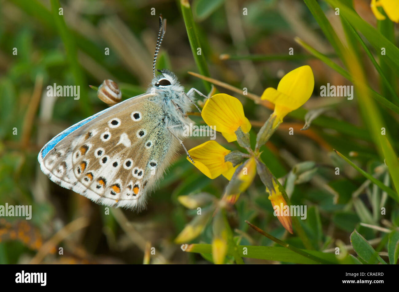 British Adonis Blue butterfly feeding on Horseshoe Vetch in typical