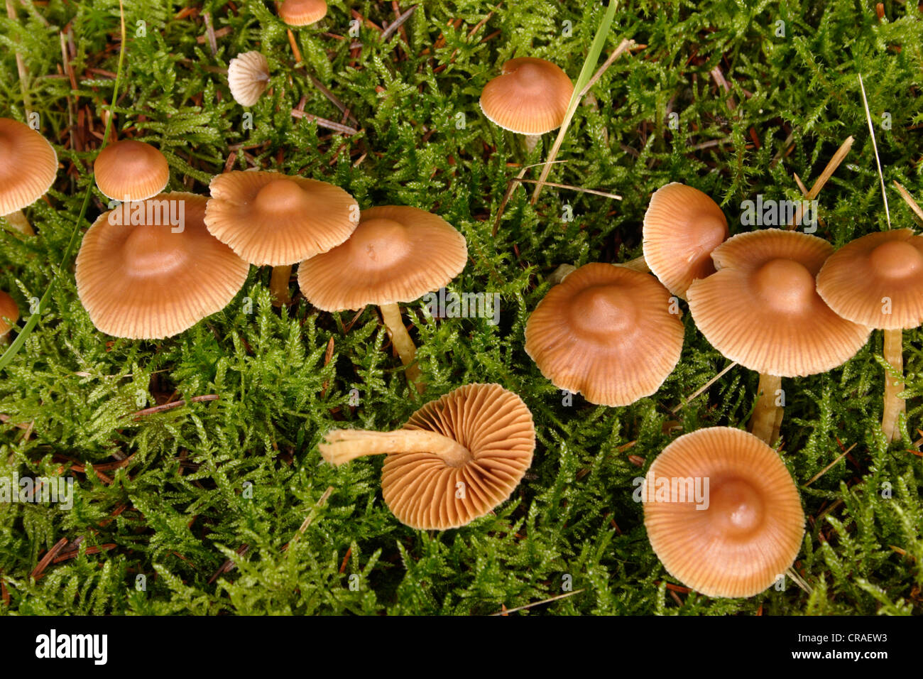 cap fungi (Cortinarius fasciatus) under conifers, UK Stock Photo Alamy