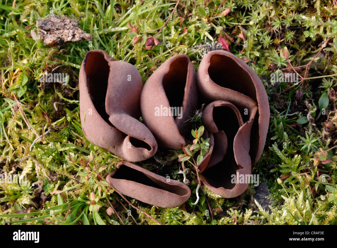 Bay cup fungus (Peziza badia), UK Stock Photo