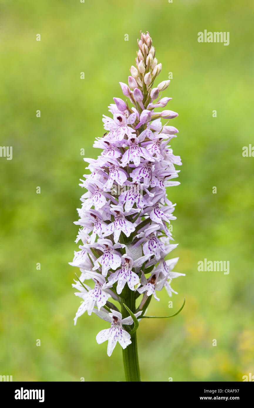 Common Spotted orchid (Dactylorhiza fuchsii) flower spike Llanymynech Rocks Nature Reserve Shropshire Wildlife Trust England UK Stock Photo