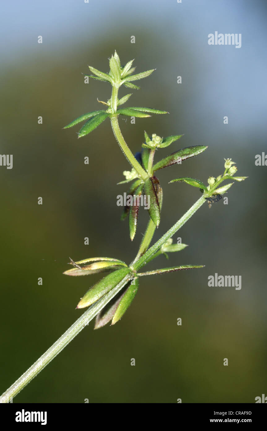 WALL BEDSTRAW Galium parisiense (Rubiaceae) Stock Photo