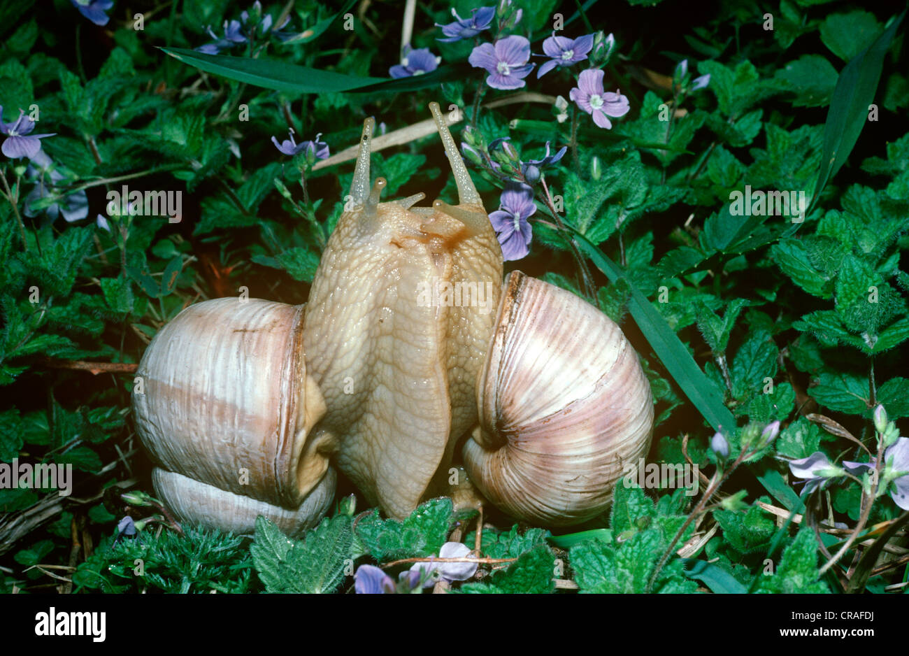 Roman/ Edible snails (Helix pomatia: Helicidae) rearing up in a courtship ritual UK Stock Photo