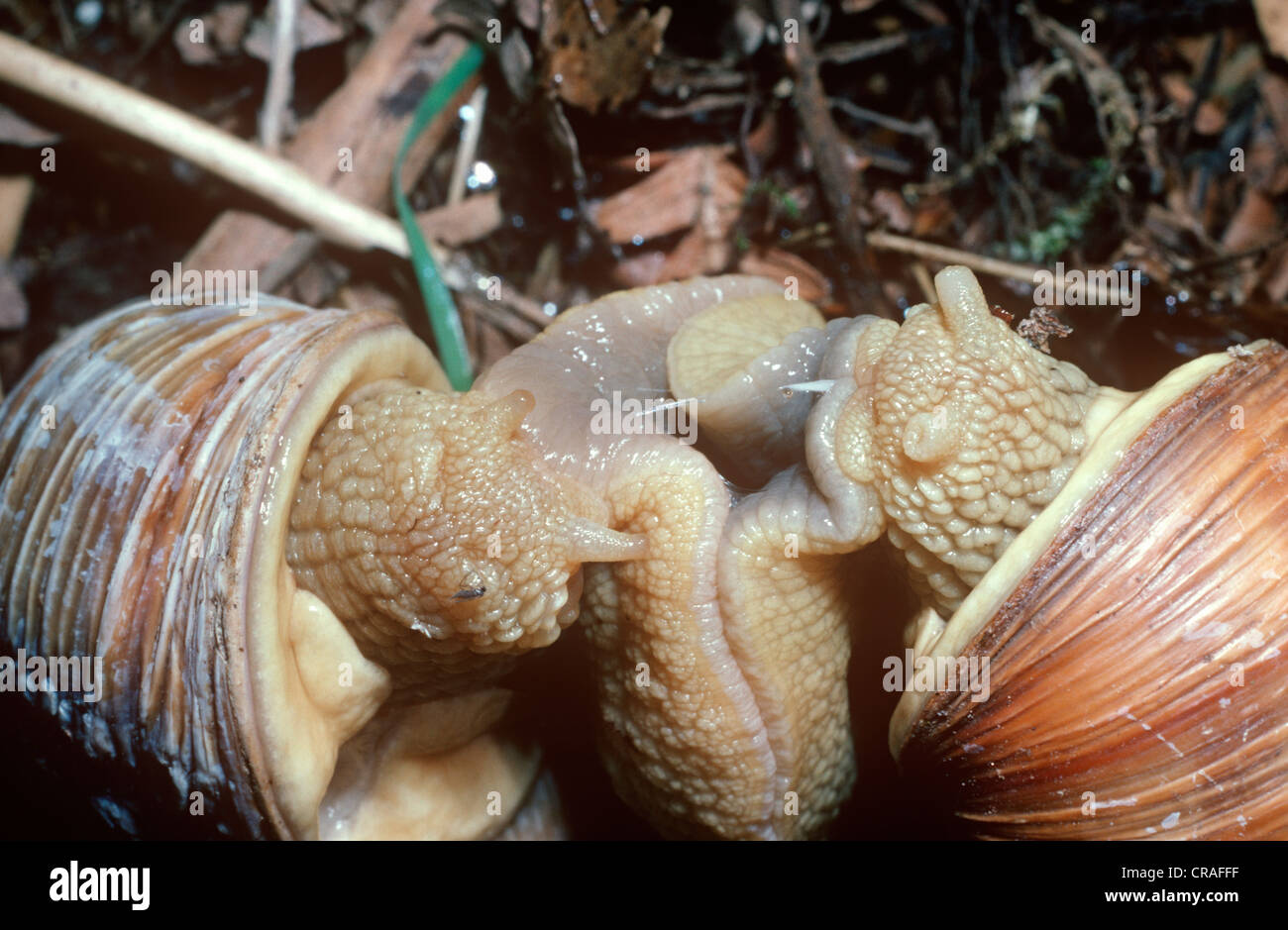 Roman / edible snail (Helix pomatia Helicidae) mating, a 'love dart