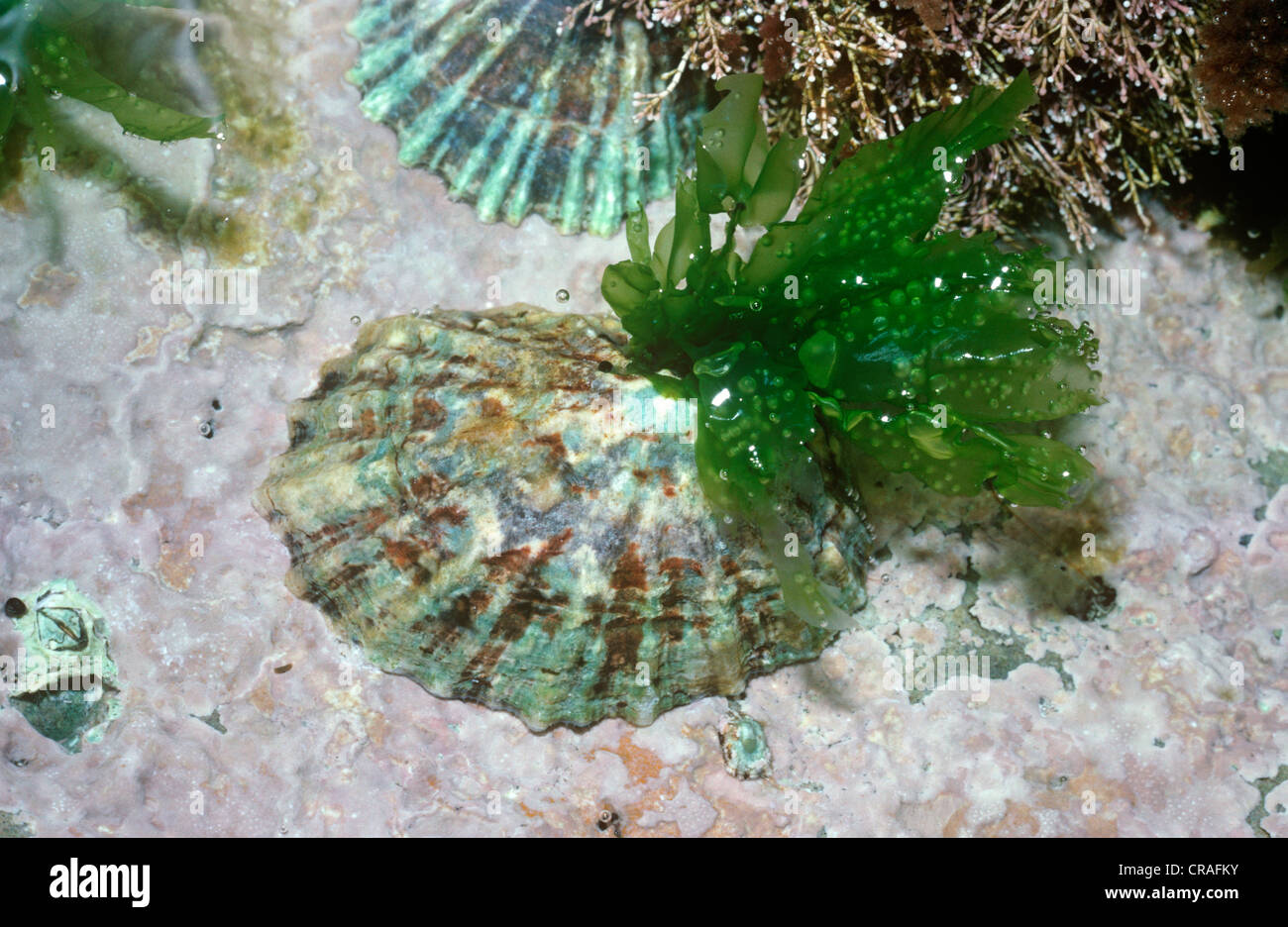 Common limpet (Patella vulgata: Patellidae) with a green seaweed growing on its shell UK Stock Photo