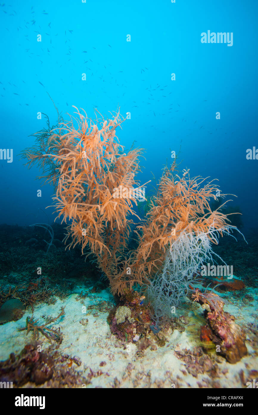 Huge tree-shaped Black Corals (Antipathes sp.), Lingganay, Leyte, Philippines, Asia Stock Photo