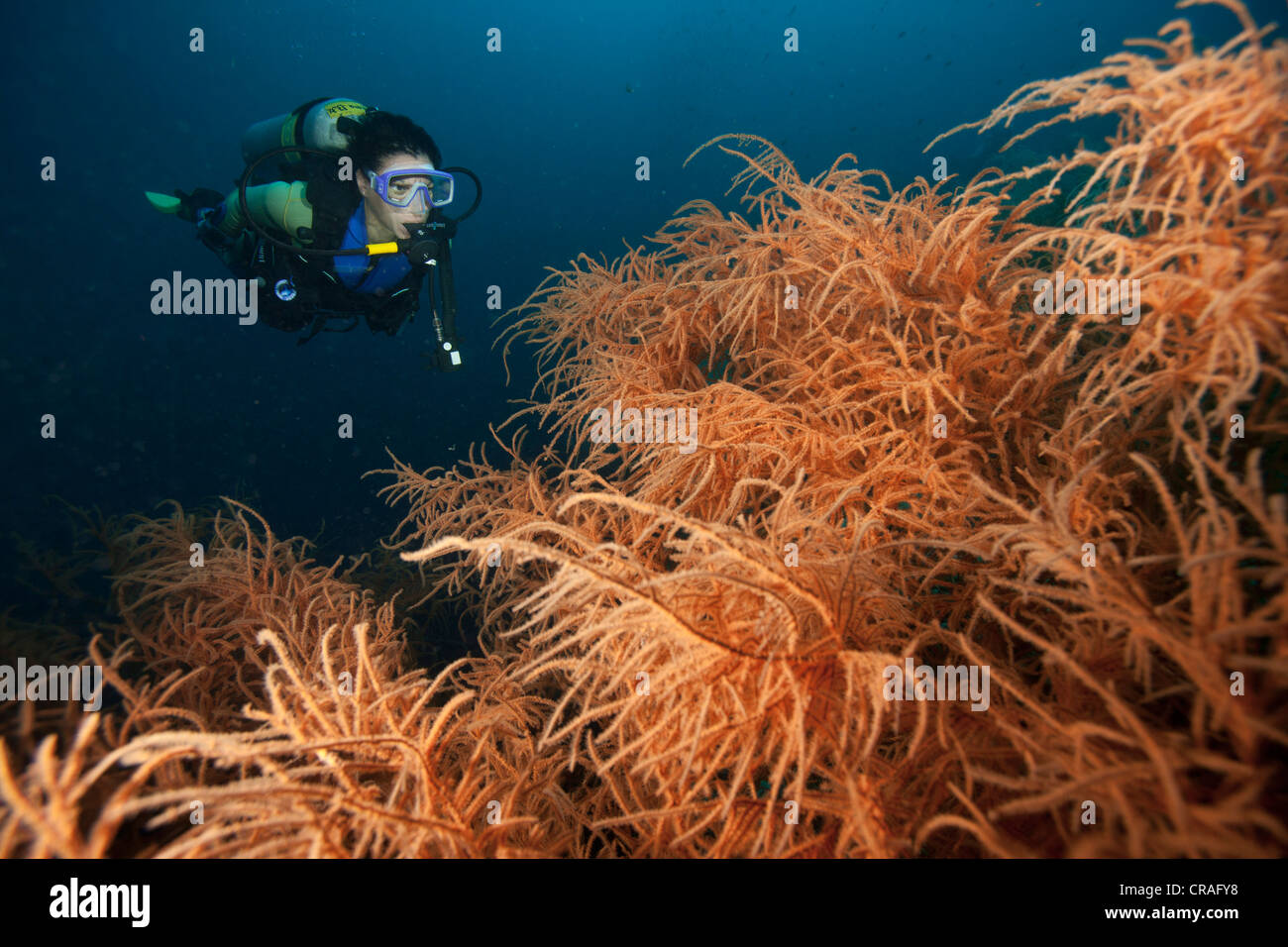 Huge tree-shaped Black Corals (Antipathes sp.), Lingganay, Leyte, Philippines, Asia Stock Photo