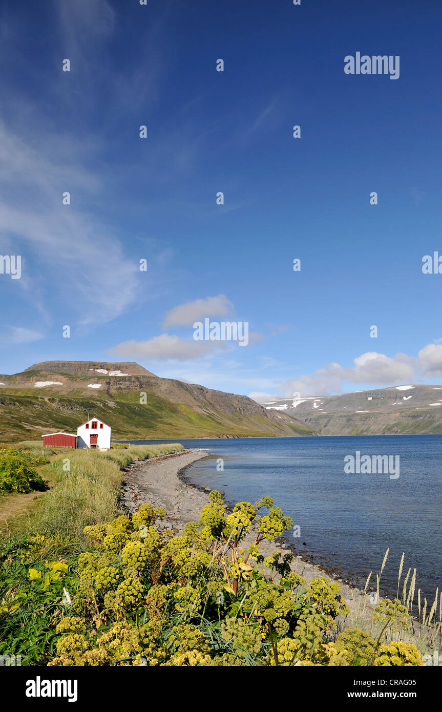 Angelica (Angelica archangelica), old house, Hesteyri, Hesteyrarfjoerður or Joekulfirðir, Hornstrandir hiking paradise Stock Photo