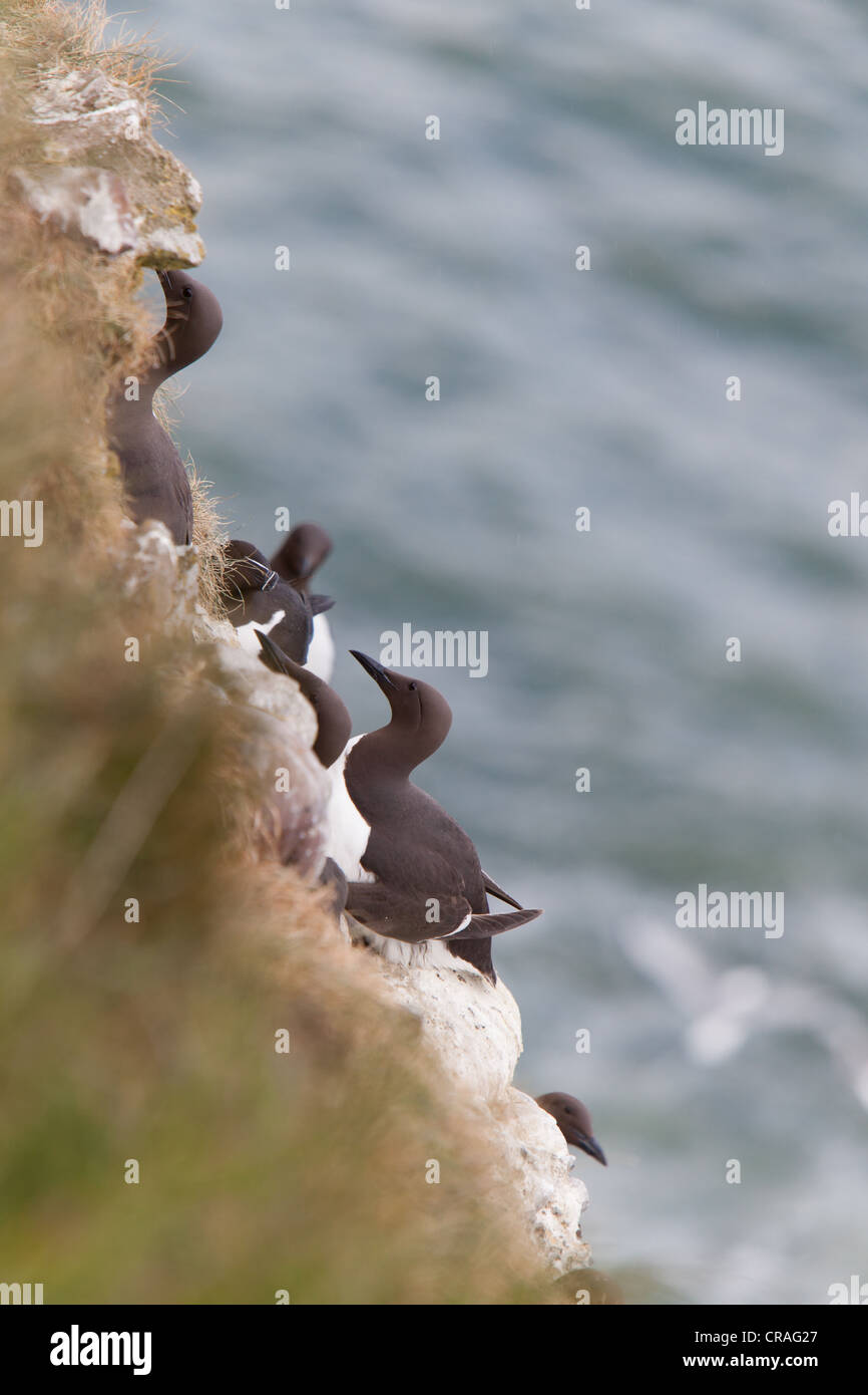 Guillemots nesting on sea cliffs at RSPB site, Fowlsheugh Stonehaven Scotland Stock Photo