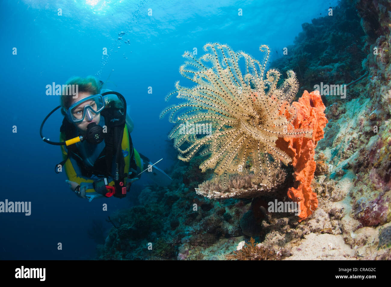Diver looking at a Variable Bushy Feather Star (Comanthina schlegeli), Lingganay, Leyte, Philippines Stock Photo