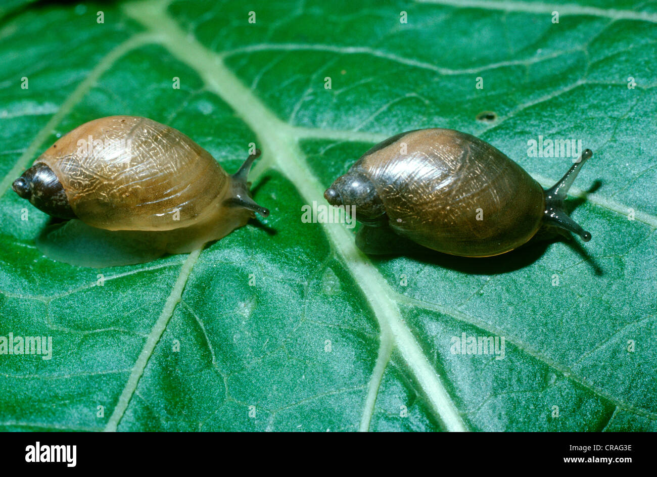 Amber snails (Succinea putris: Succineidae) UK Stock Photo