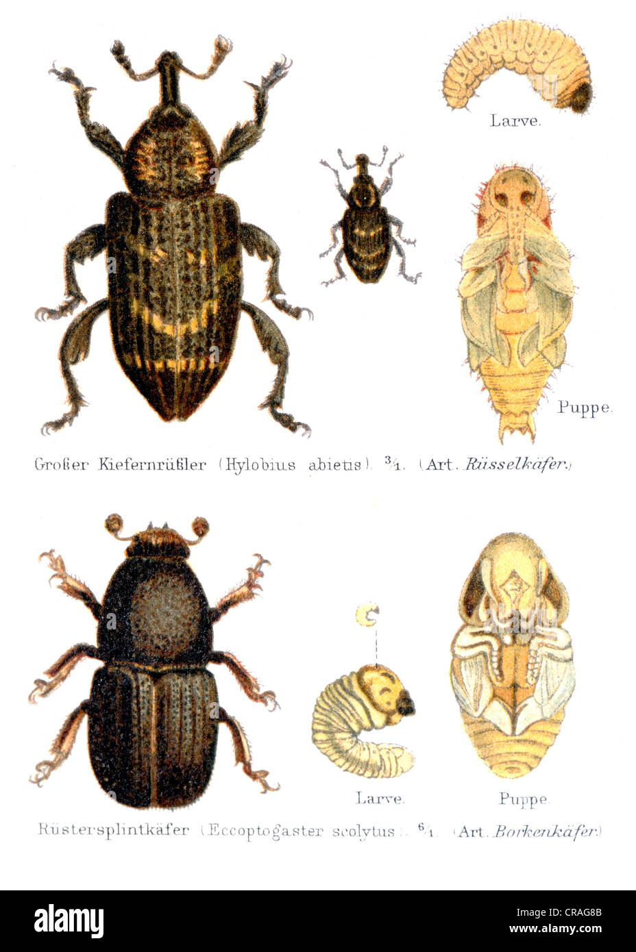 Beetles, a weevil (Pissodes) and a bark beetle (Eccoptogaster scolytus), illustration from Meyers Konversationslexikon Stock Photo