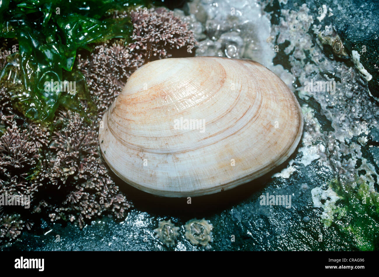 Veneridae hi-res stock photography and images - Alamy