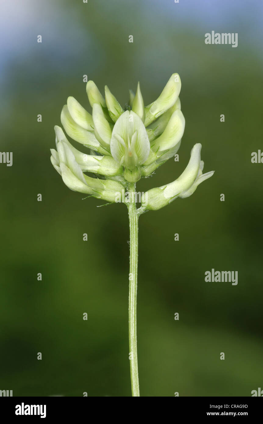 WILD LIQUORICE Astragalus glycophyllos (Fabaceae) Stock Photo