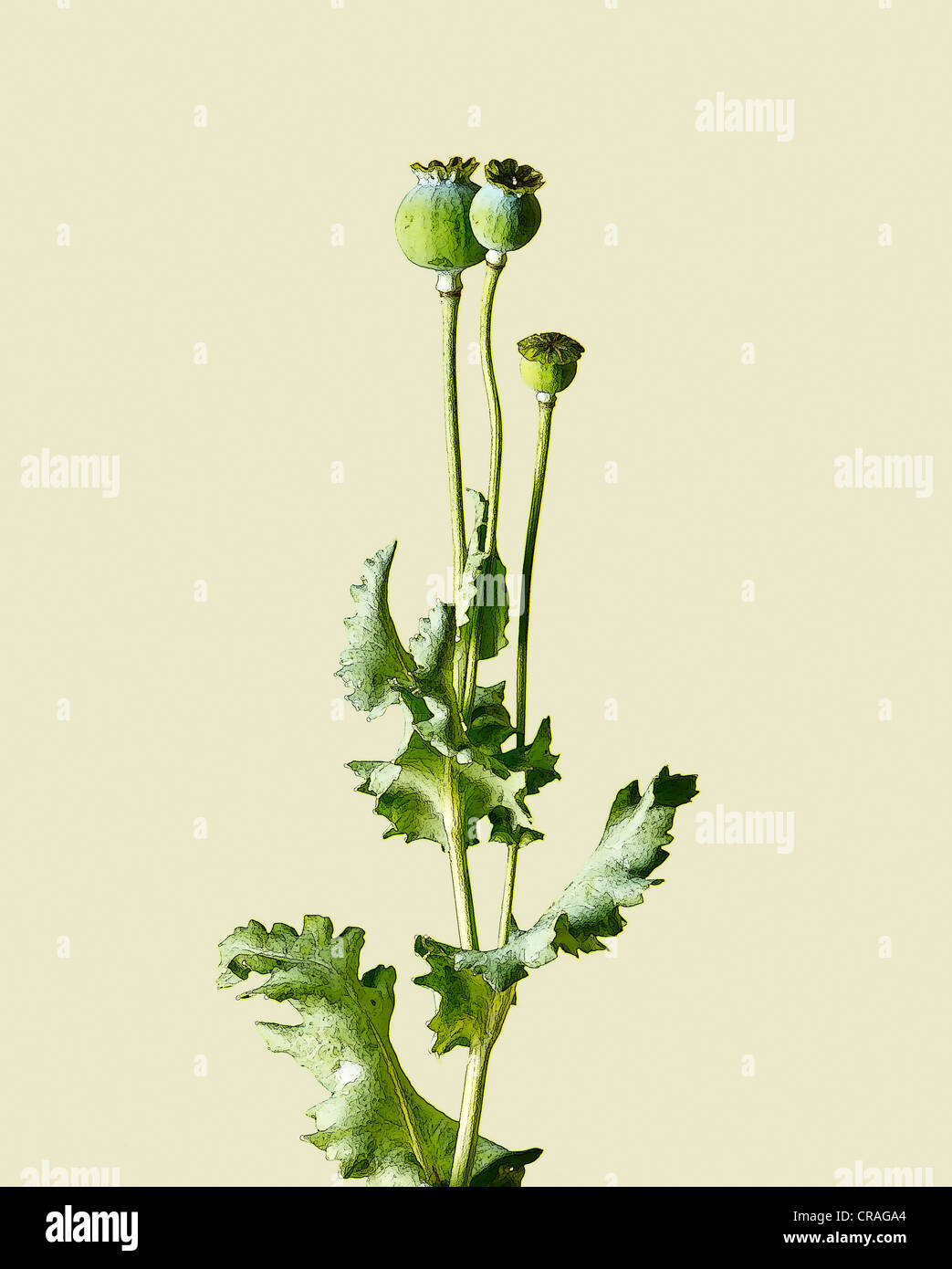 illustration of poppy seed head Stock Photo Alamy