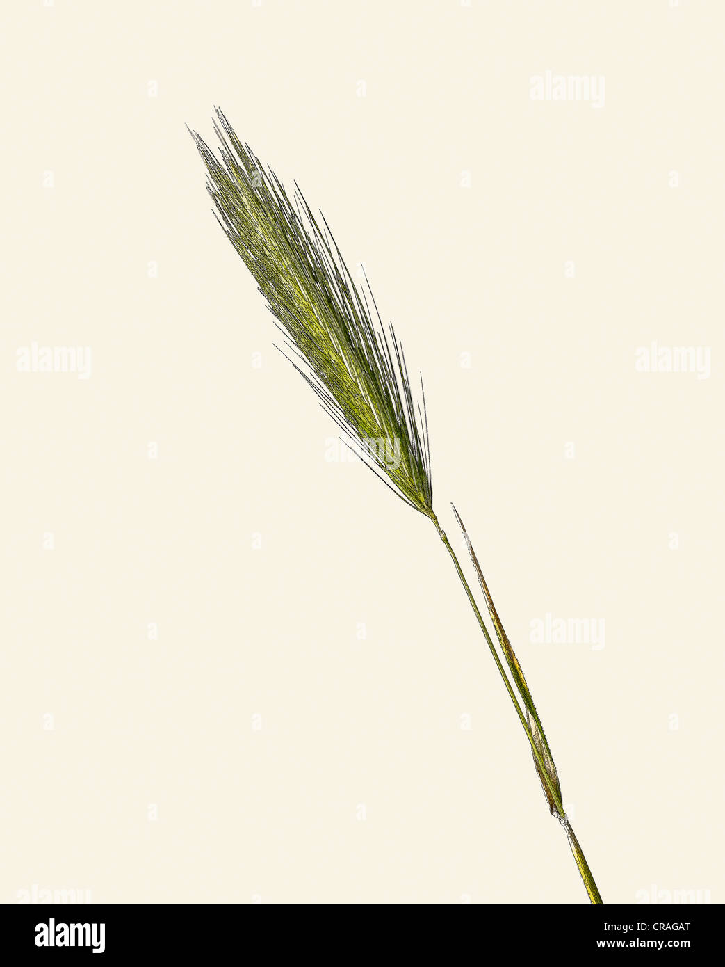 A Botanical illustration of a single stem of barley Stock Photo