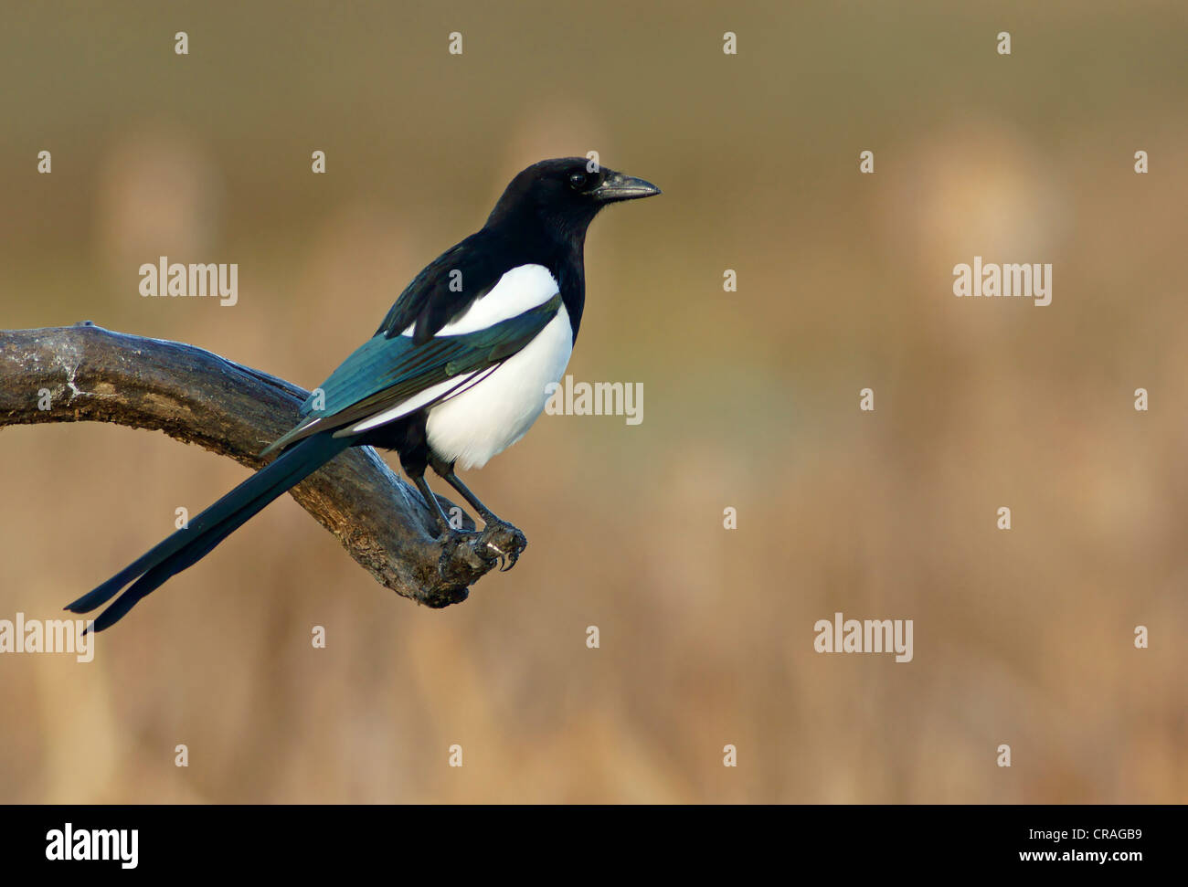 European Magpie (Pica pica), Feldberg Lakes, Mecklenburg-Western Pomerania, Germany, Europe Stock Photo