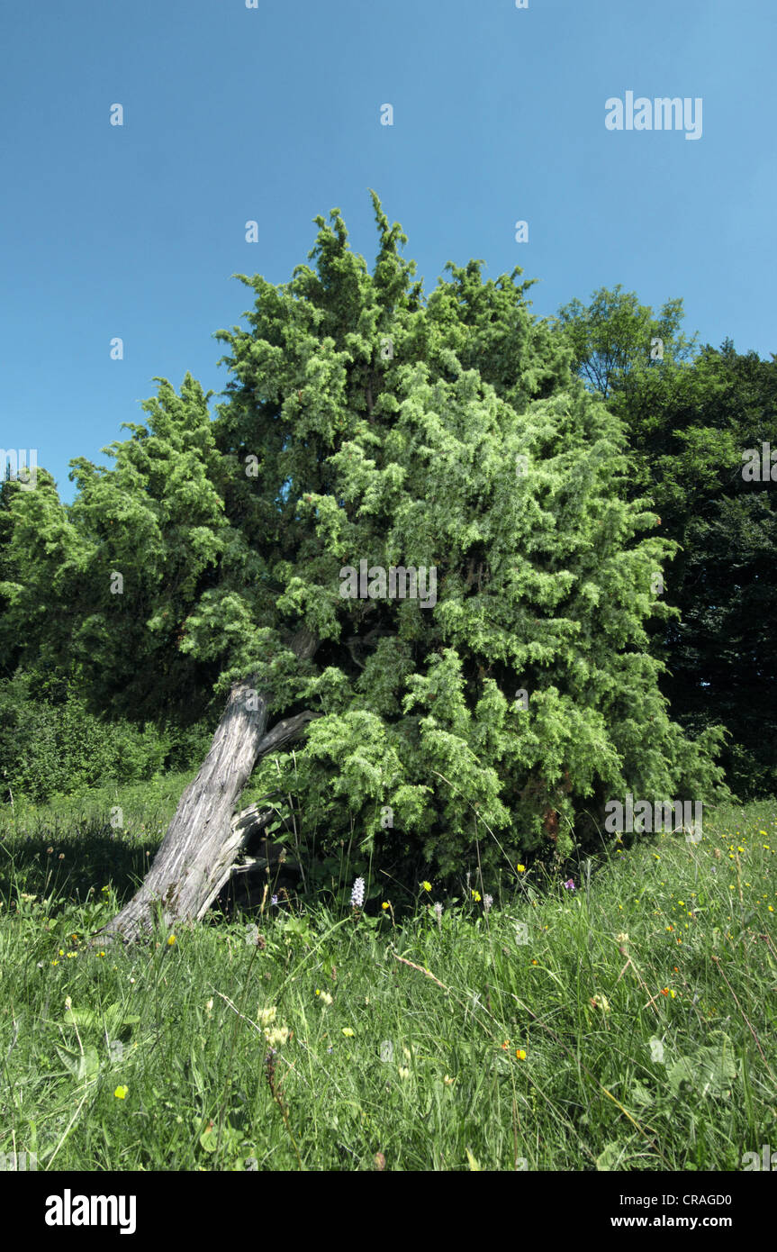 JUNIPER Juniperus communis (Cupressaceae) Stock Photo