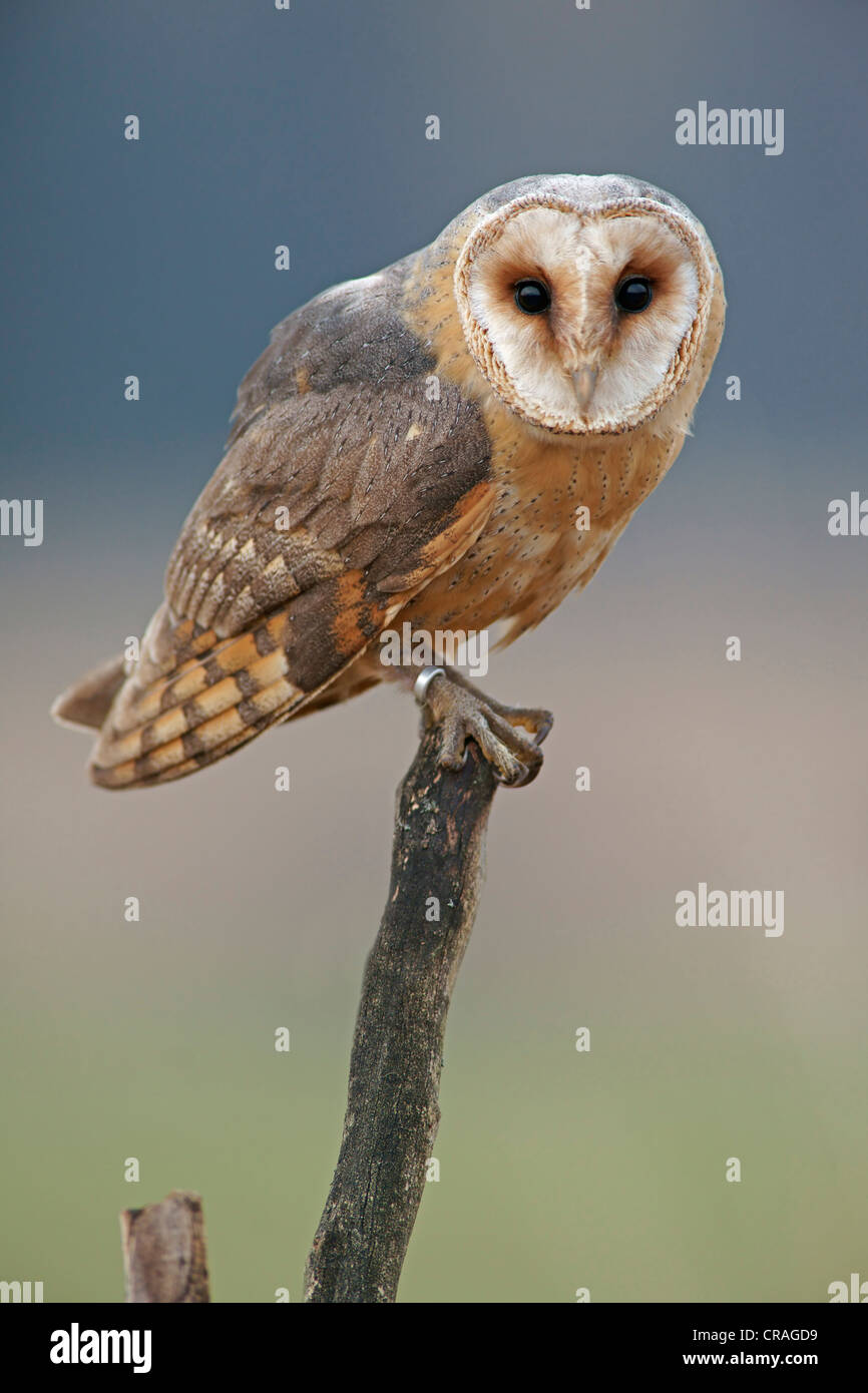 Barn Owl (Tyto alba), in captivity, Czech Republic, Europe Stock Photo