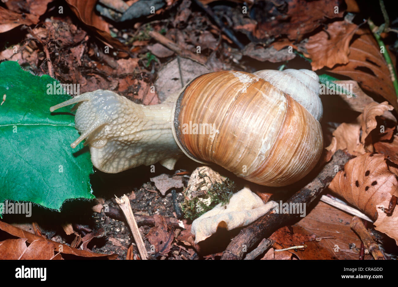 Roman / edible snail (Helix pomatia Helicidae) feeding on a leaf in