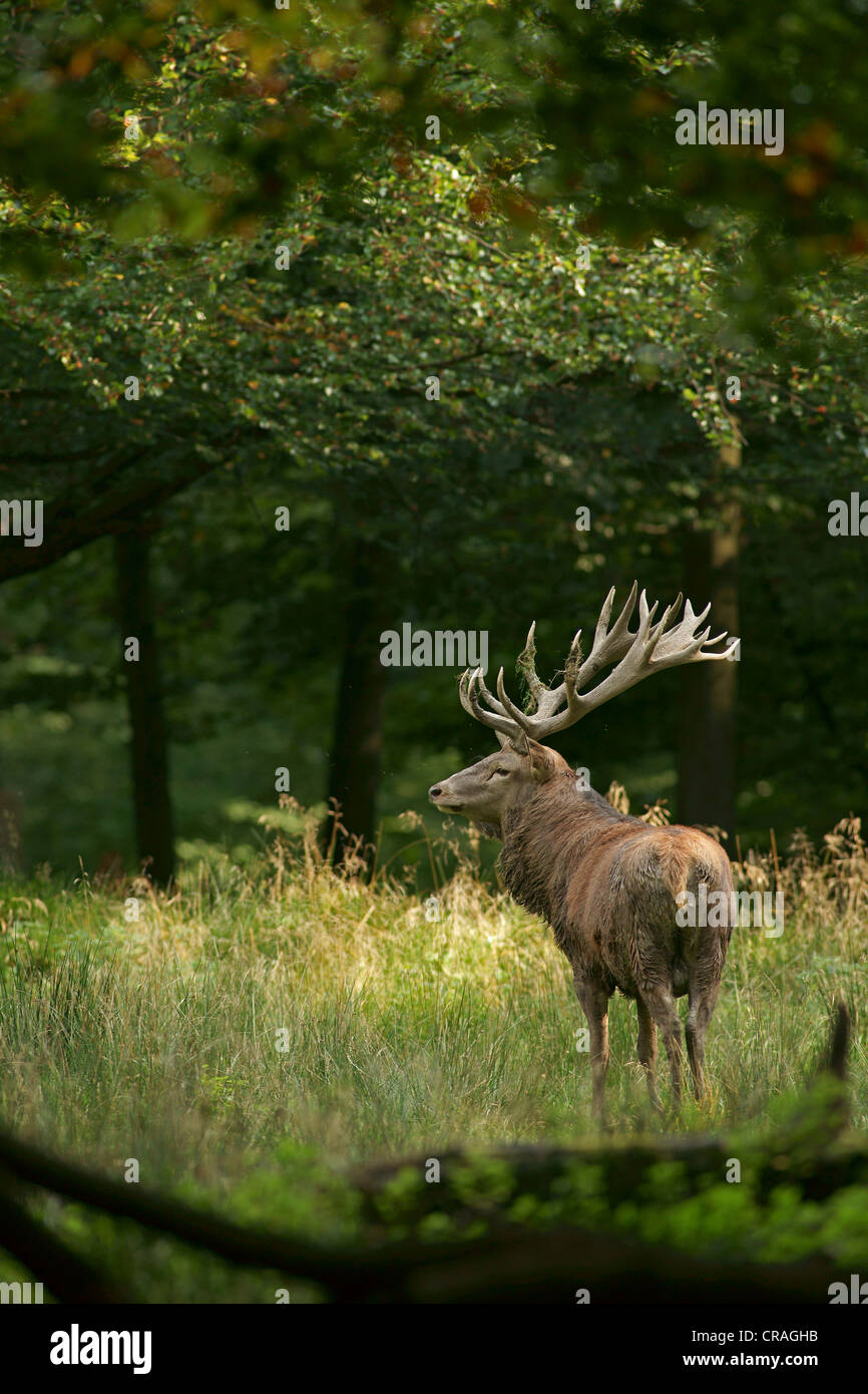 vosswinkel-hi-res-stock-photography-and-images-alamy