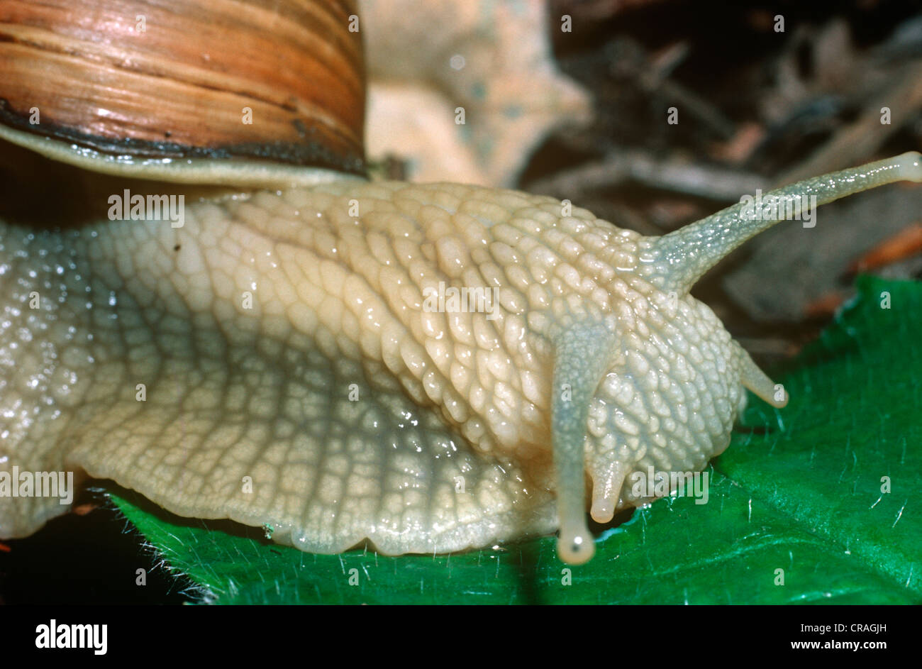 Roman / edible snail (Helix pomatia Helicidae) feeding on a leaf in woodland UK Stock Photo Alamy