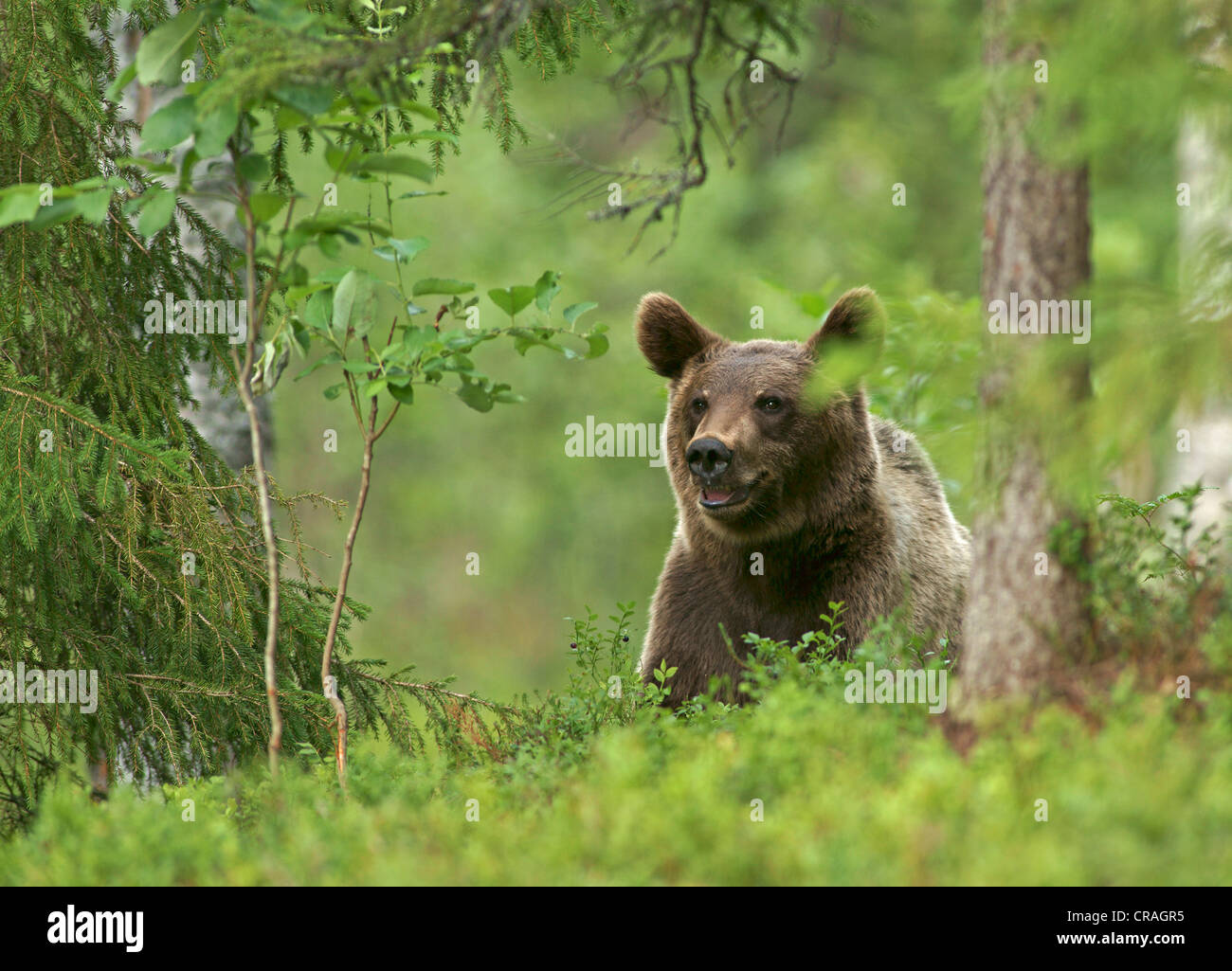 Brown bear (Ursus arctos), Finland, Europe Stock Photo