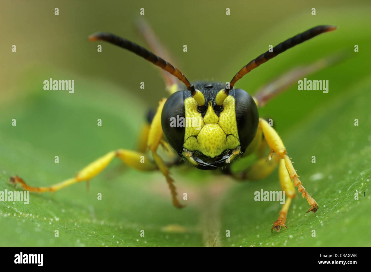 Thread-waisted wasp (Sphecidae spec), Bulgaria, Europe Stock Photo