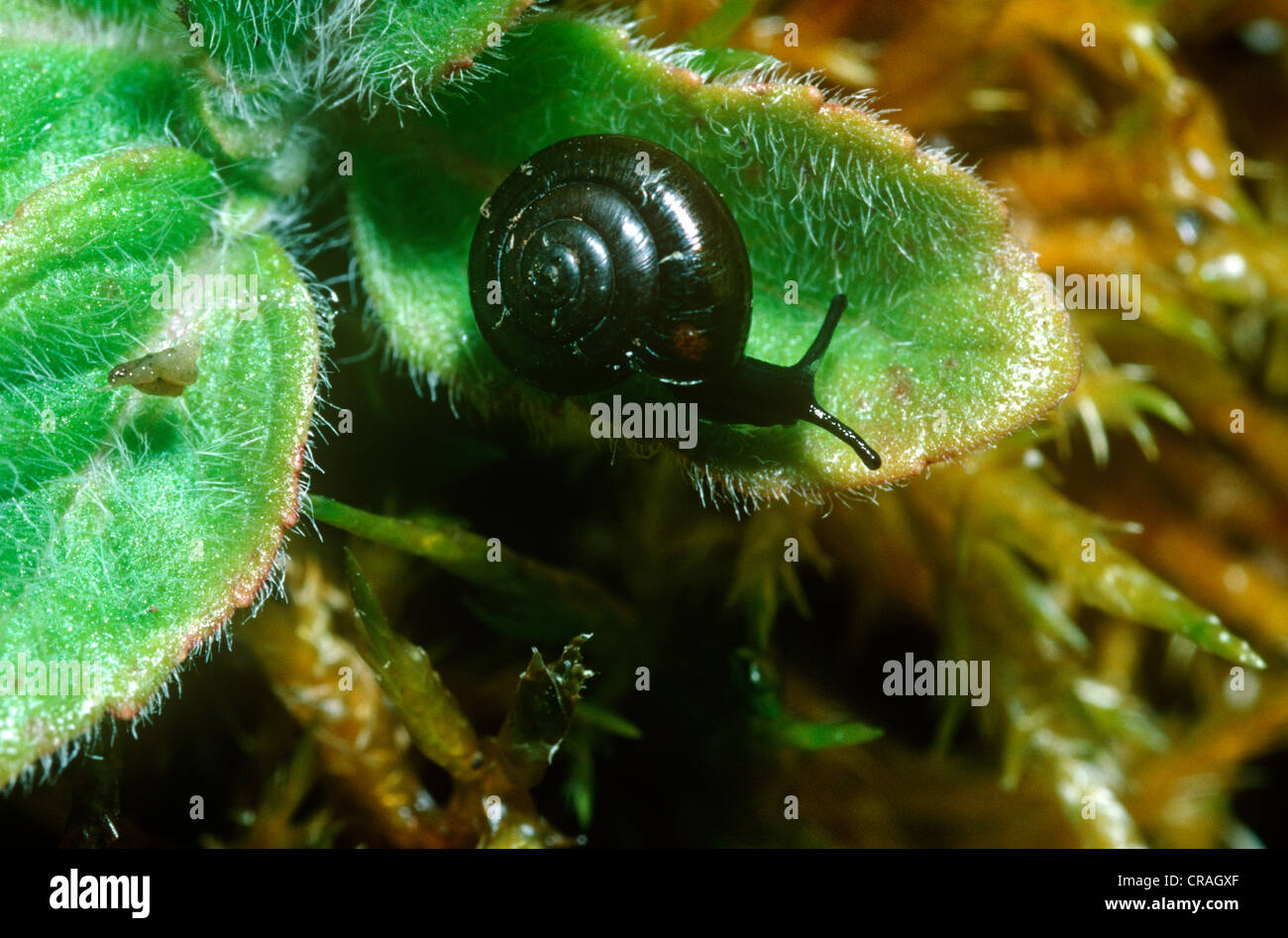 Black gloss snail / Shiny Glass Snail (Zonitoides nitidus: Zonitidae) in a marsh UK Stock Photo