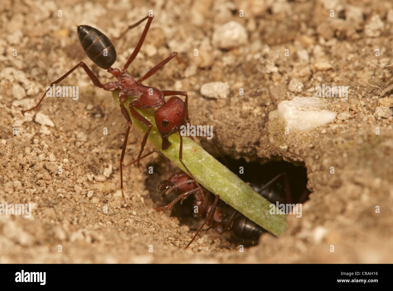 Ant of the genus Cataglyphis in the subfamily Formicinae northern Bulgaria Bulgaria Europe Stock Photo