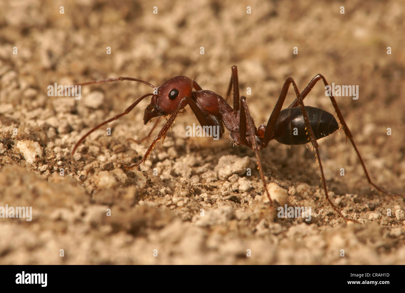 Ant of the genus Cataglyphis in the subfamily Formicinae northern Bulgaria Bulgaria Europe Stock Photo
