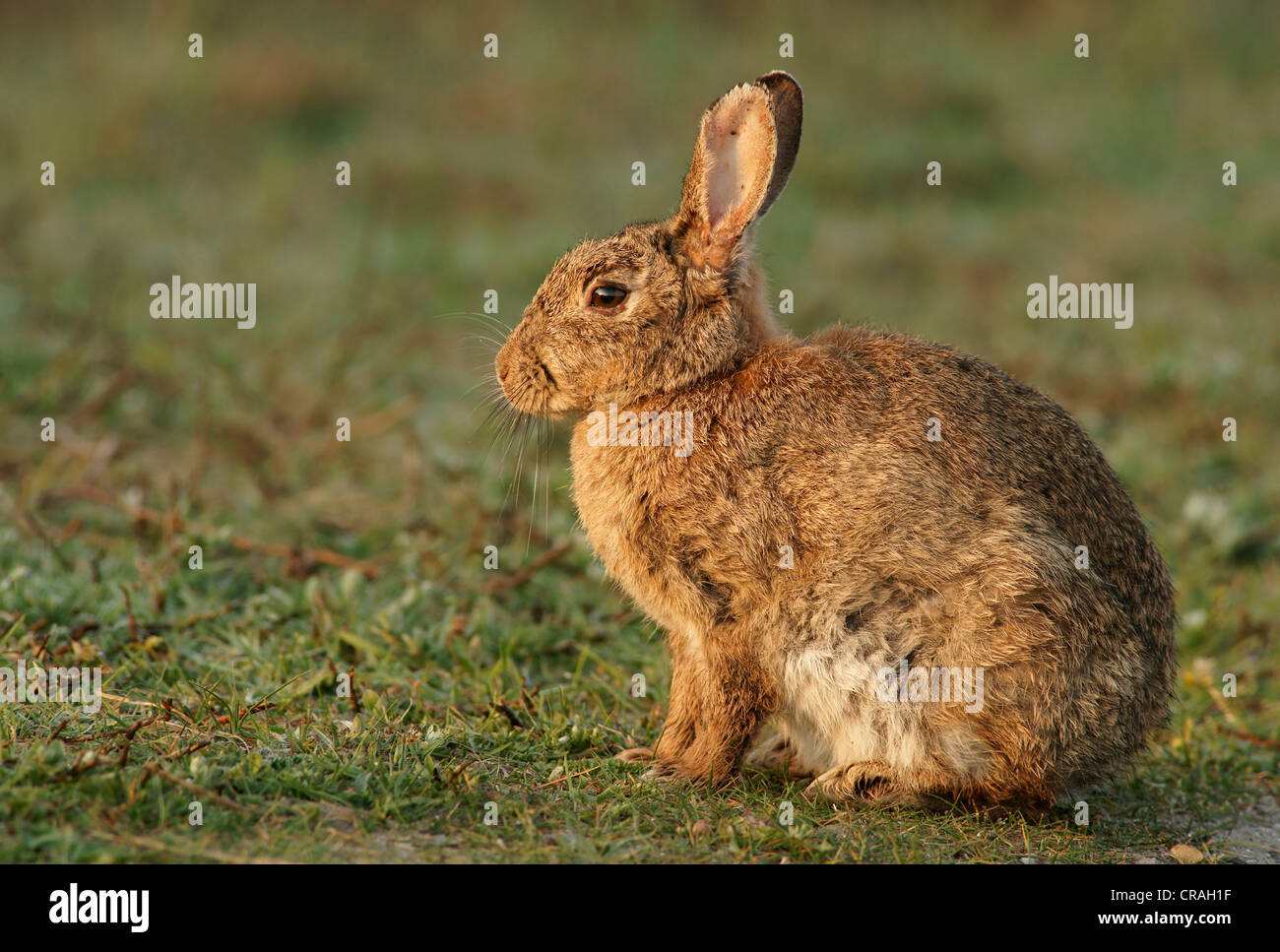 European rabbit, Common rabbit (Oryctolagus cuniculus Stock Photo - Alamy