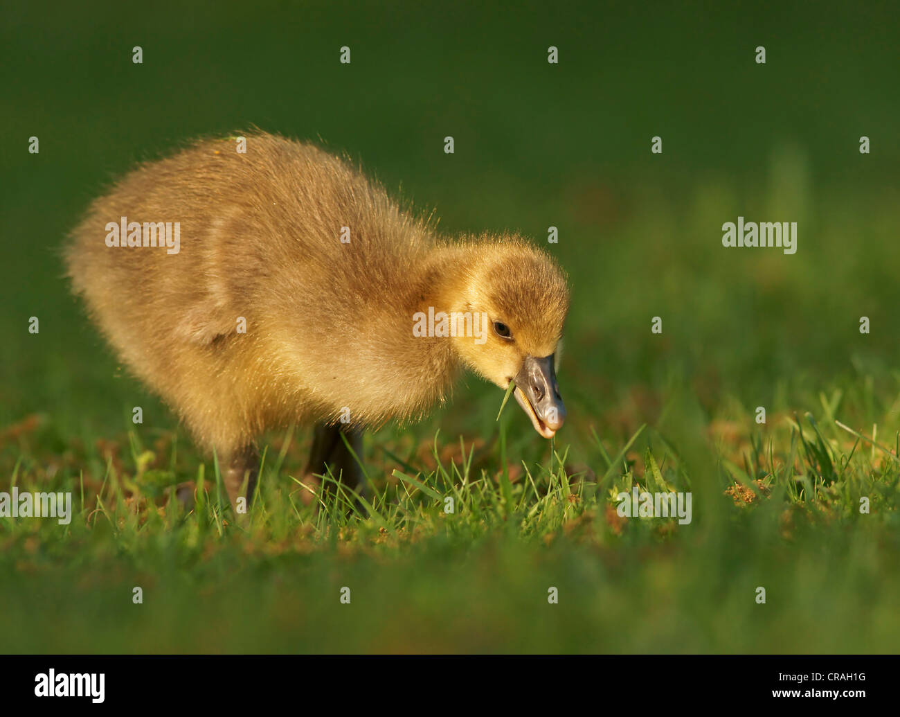Grey Goose (Anser anser), gosling Stock Photo
