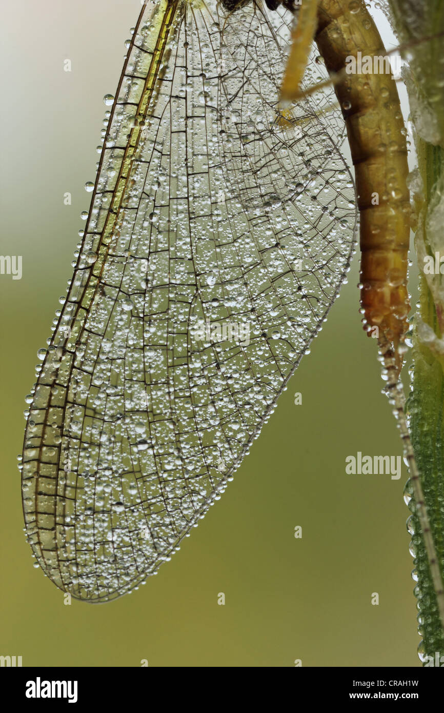 Mayfly (Ephemeroptera), wing, detail Stock Photo