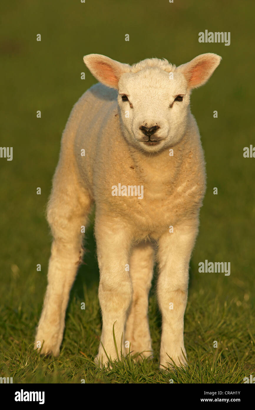Texel sheep (Ovis Aries), lamb Stock Photo