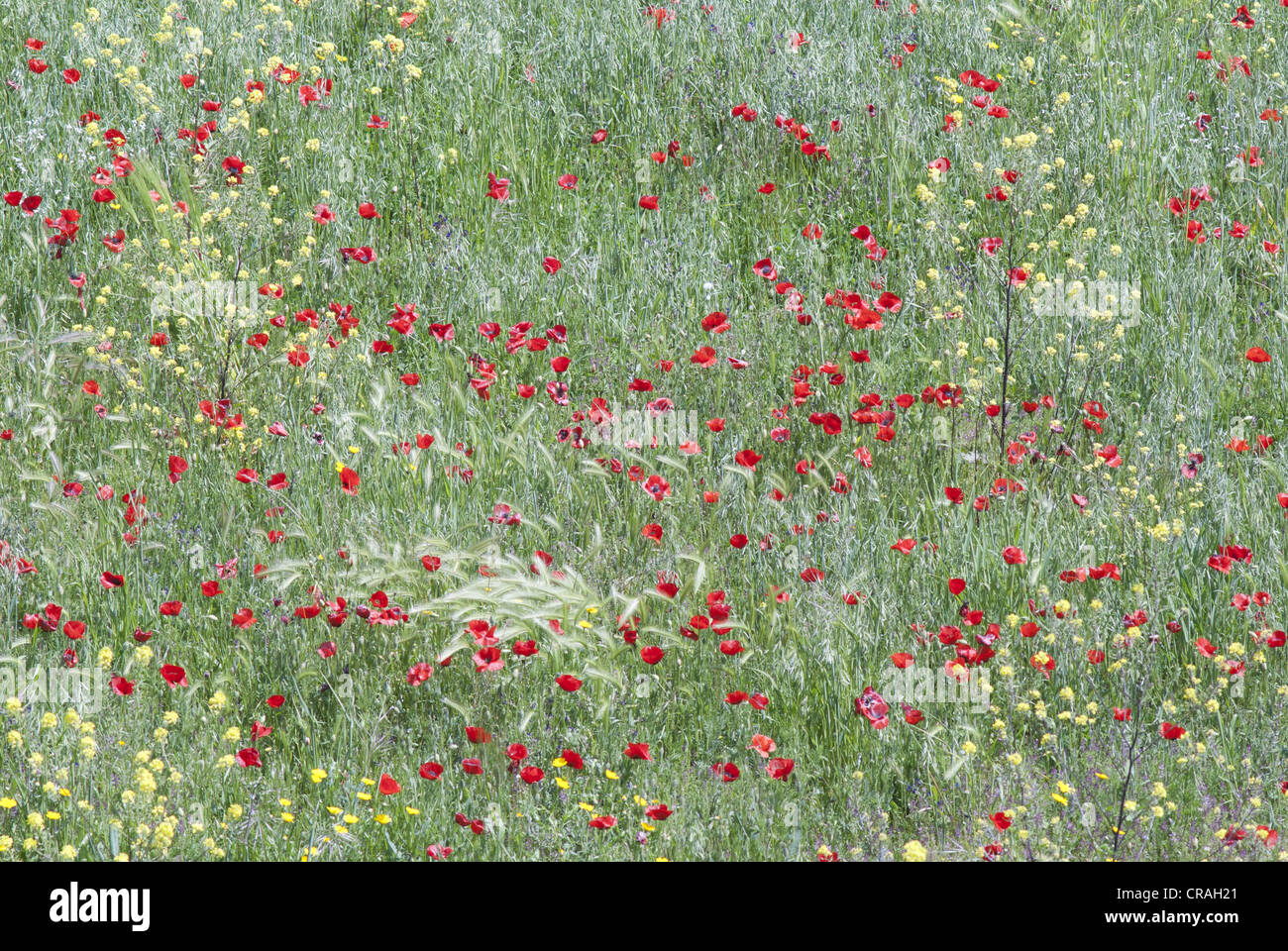 Poppies and grasses hi-res stock photography and images - Alamy