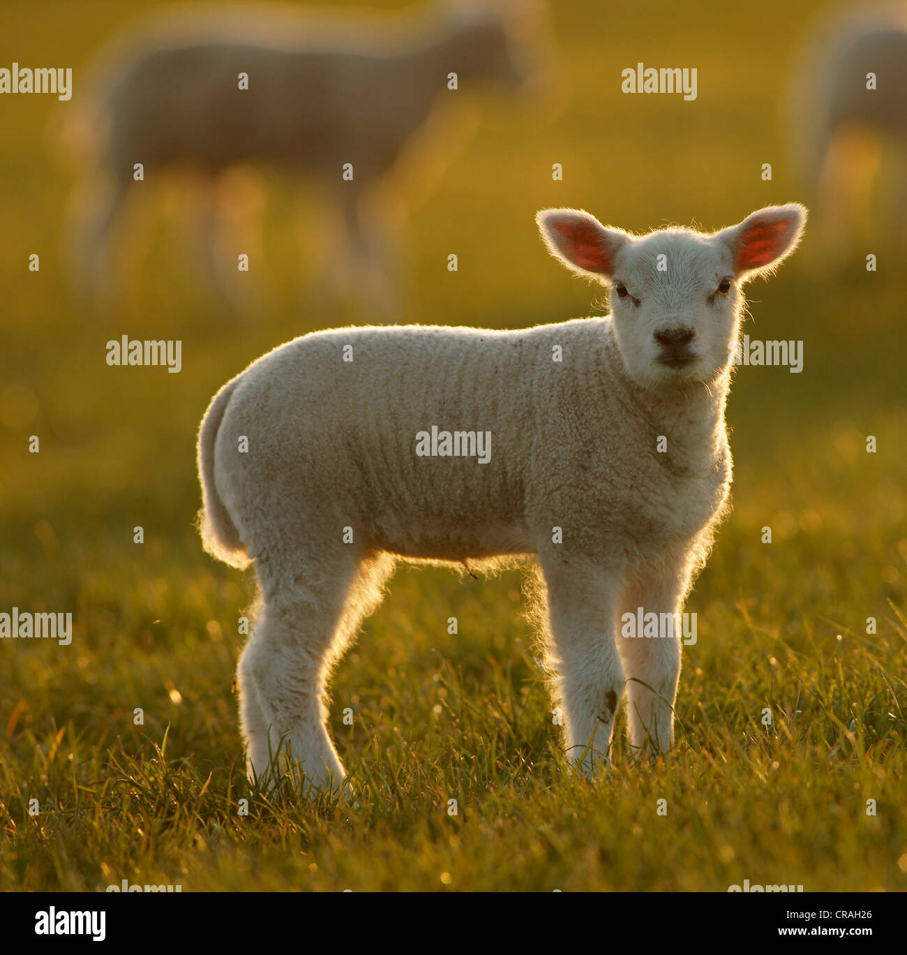 Texel sheep (Ovis Aries), lamb Stock Photo