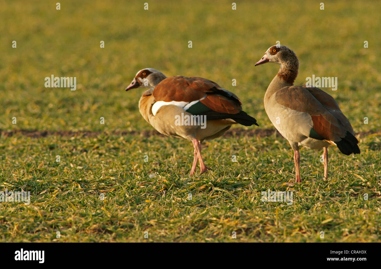 Egyptian geese (Alopochen aegyptiacus) Stock Photo