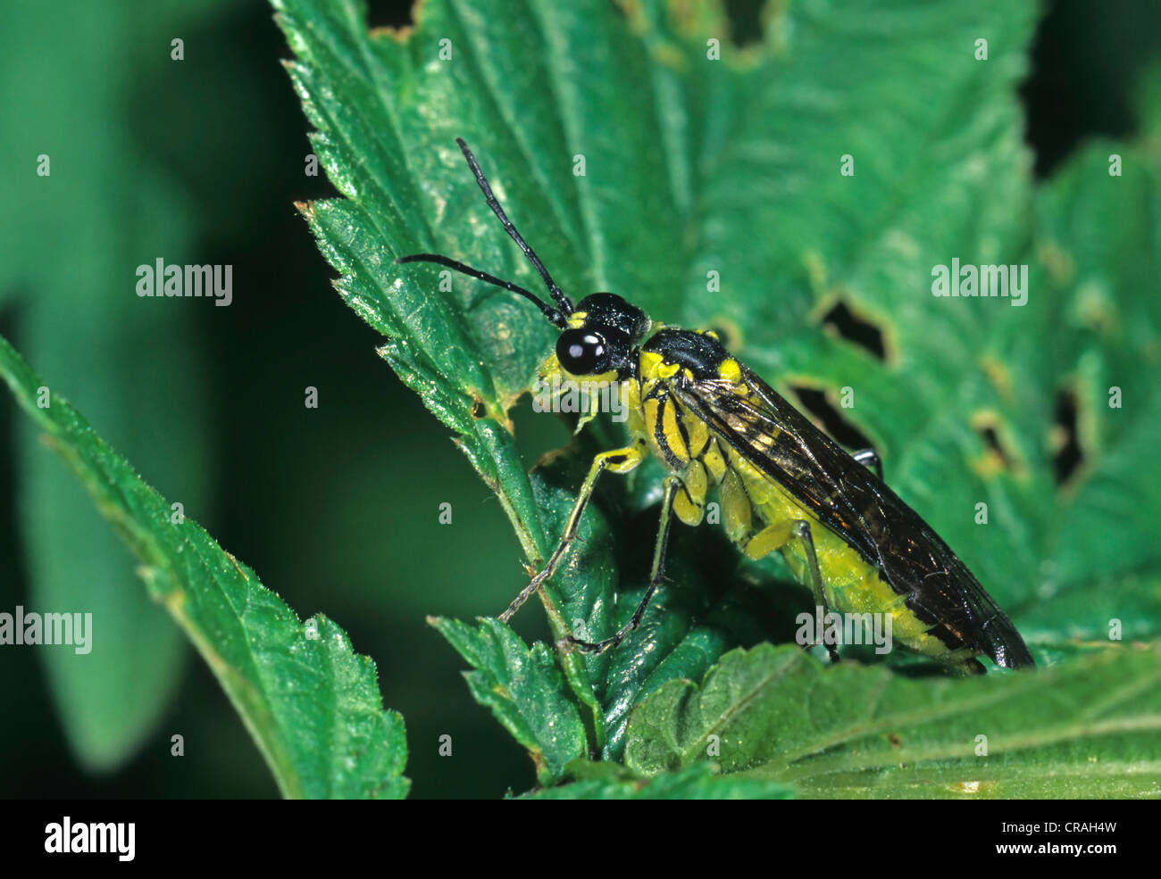 Green sawfly (Rhogogaster viridis) Stock Photo