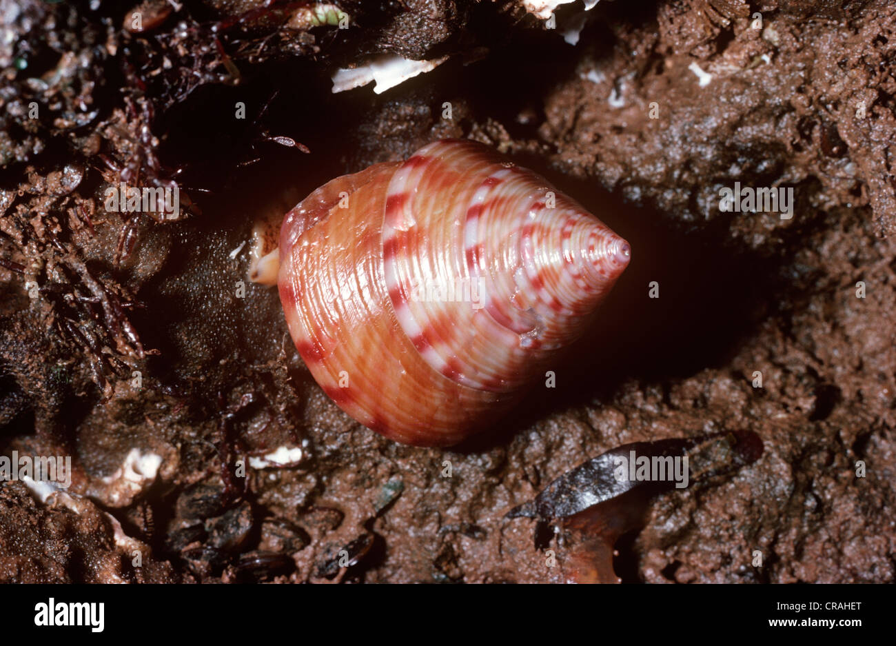 Painted topshell (Calliostoma zizyphinum: Trochidae) under a rock overhang on the lower shore UK Stock Photo